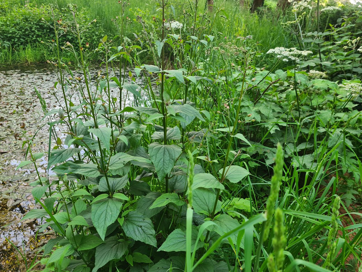 Toch wel mijn favoriet langs de vijver de
Scrophularia nodosa (Knopig helmkruid)
Zijn naam Knopig helmkruid kreeg hij omdat de wortels bezet zijn met knobbeltjes. Een plant die al lang in de geneeskunde wordt gebruikt.
#Frankrijk #Puydedôme #vijver