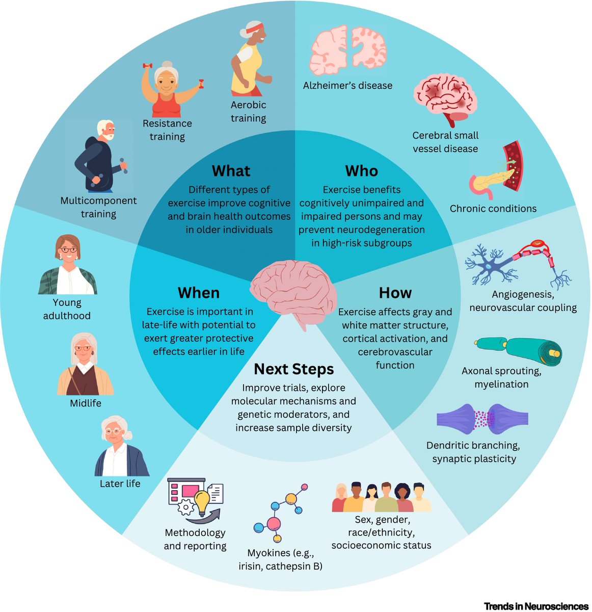 Physical exercise, cognition, and brain health in aging 👇👇👇 sciencedirect.com/science/articl…