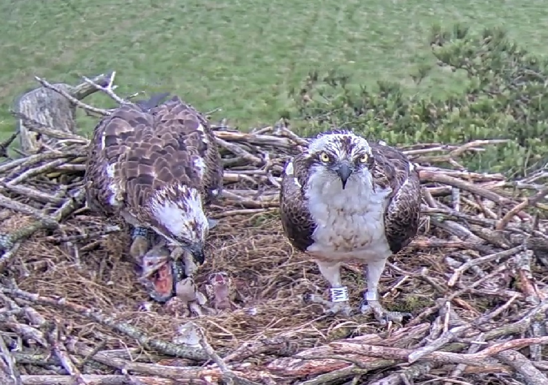 It’s been a cracking week here in Cumbria with 2 osprey chicks hatching this week at Foulshaw Moss. Waiting eagerly for the third – any day now! Here’s chick 2 getting its first feed – watch them live cumbriawildlifetrust.org.uk/wildlife/cams/… #FoulshawOspreys #SpringWatch