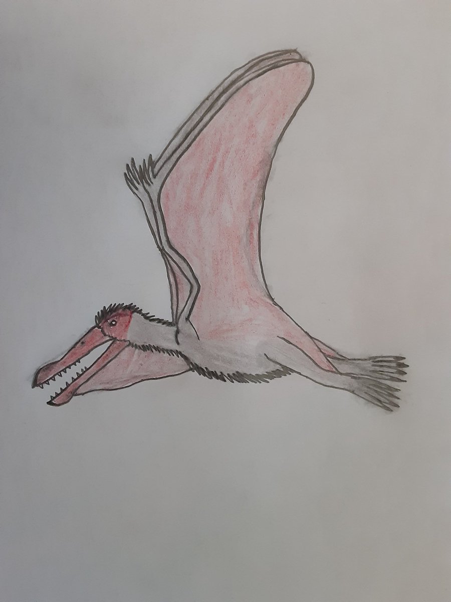 Here is a drawing of Cearadactylus Atrox, a Anhanguerid Pterodactyloid Pterosaur that lived during the Early Cretaceous, It lived in what is now Brazil, most of you might know it as the Pterosaur that appeared in Michael Crichton's 1990 novel Jurassic Park