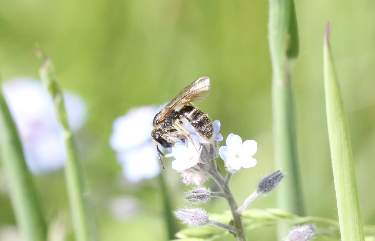 A female Lasioglossum bee, possibly fratellum or fulvicorne? Seen @RSPBMiddleton 25/05/24 @SolitaryBeeWeek @StevenFalk1 @olds_liam #solitarybee #bee