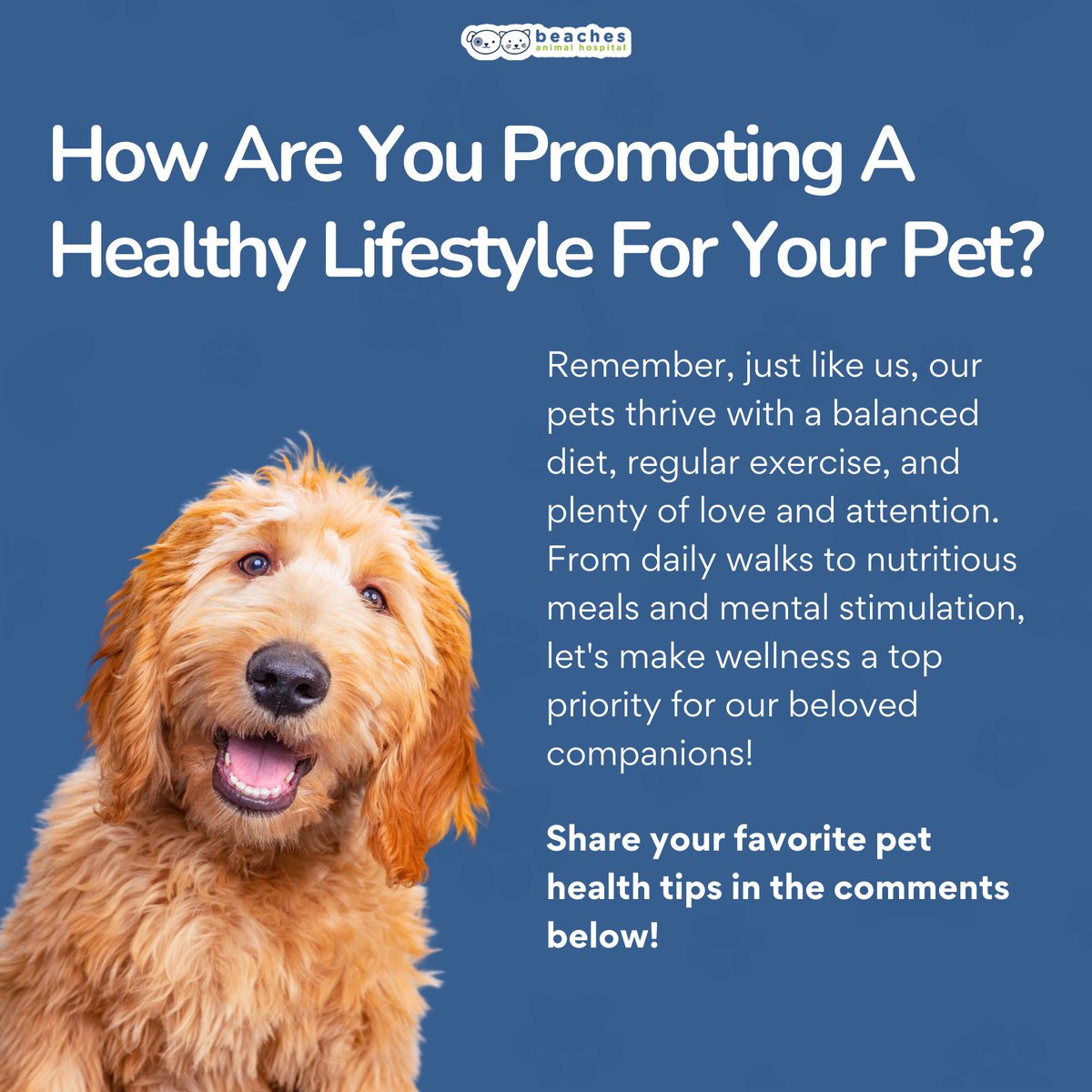 Are you prioritizing your pet's wellness? 🐾💪 Let's talk healthy habits! Share your tips for keeping our furry friends happy and healthy in the comments below! 🌟 #PetWellness #HealthyHabits 

#love #instagood #cute #pet #petstagram #photooftheday #instamood #adorable #instapet