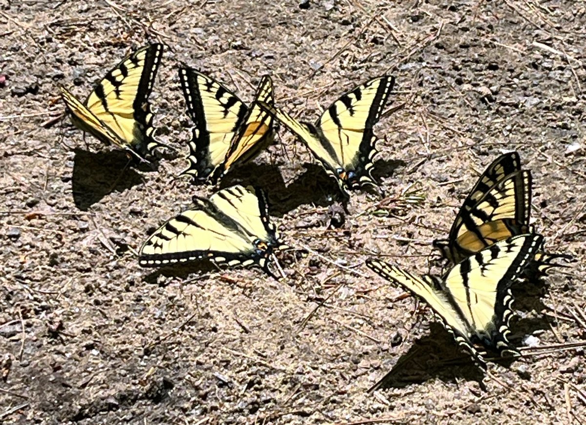 A swallowtail party! Photo by Melissa Hart
Find out some ways to help our Adirondack butterflies, bees and other pollinators thrive: adirondackexplorer.org/stories/nation…