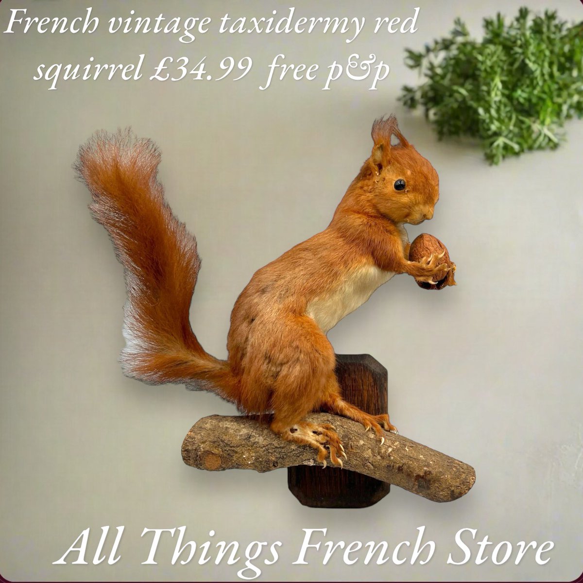 allthingsfrenchstore.com/products/taxid… #taxidermy #buyvintage