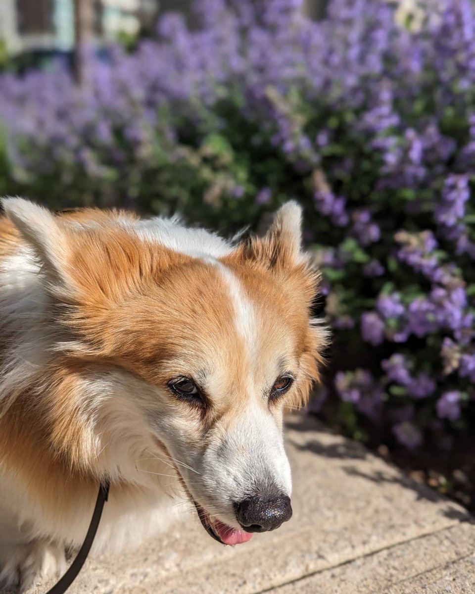 kimchithecorgi's tweet photo. 🪻🪻🪻 Nothing but happy blooms today 🪻🪻🪻
📸 @GooglePixel_US @madebygoogle
@Android.
.
.
.
.
#corgi #dogsofinstagram #flowers #sunny #wednesday #humpday #teampixel #shotonpixel #potraitmode #flowerlovers #summer #Toronto #Kimchithecorgi https://t.co/MzWGnU6khT