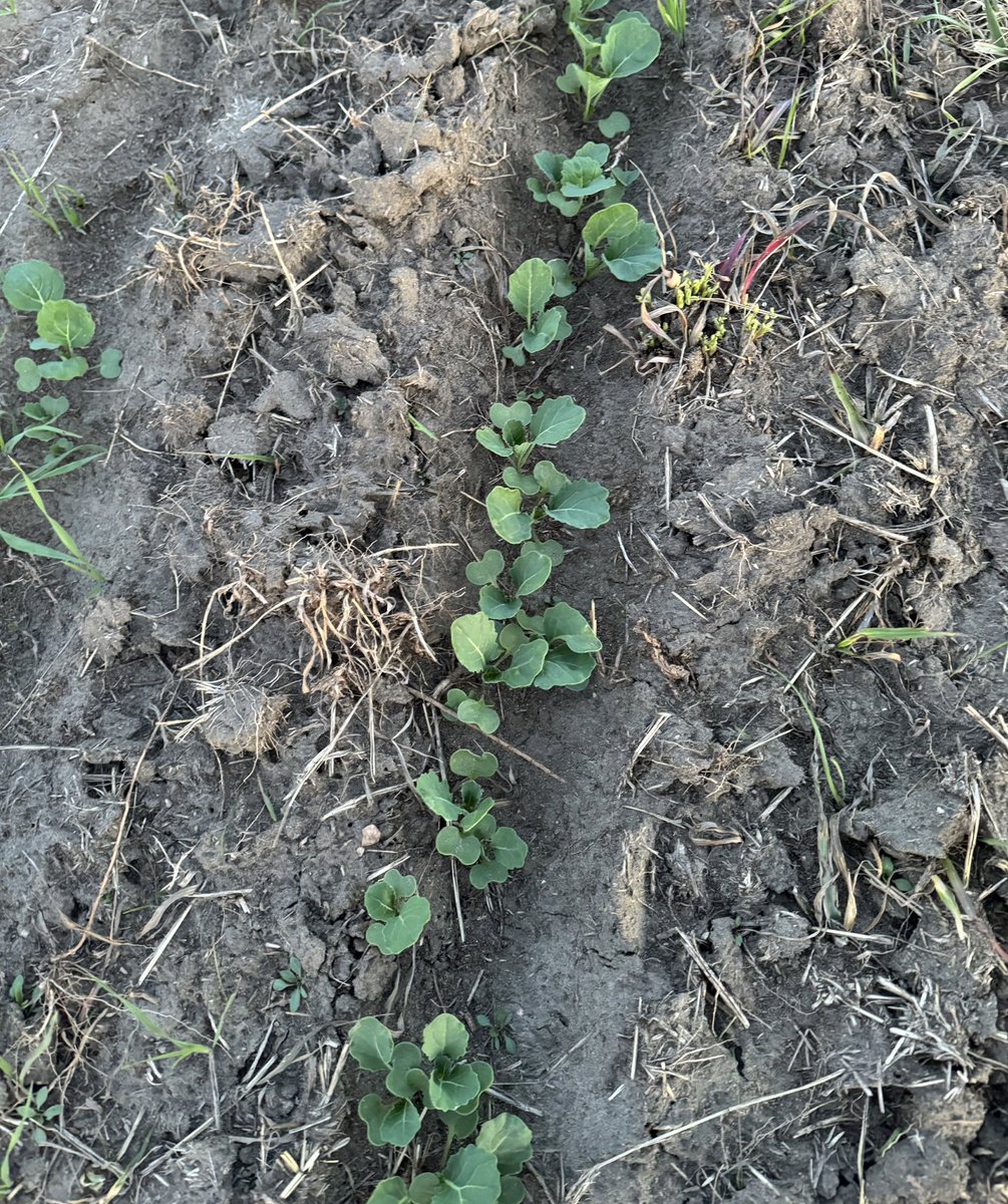 quantumagrology's tweet photo. Nice to get pictures like this grower sent me of his @PioneerSeedsCA #P520L seeded May 5 and filling in the rows nicely. #yieldhero https://t.co/MpIxWT7pO7