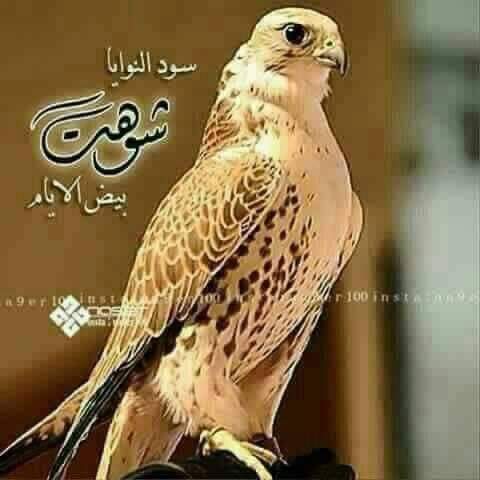 فائز العبد ربو ⚕🔬💊💉 tweet media