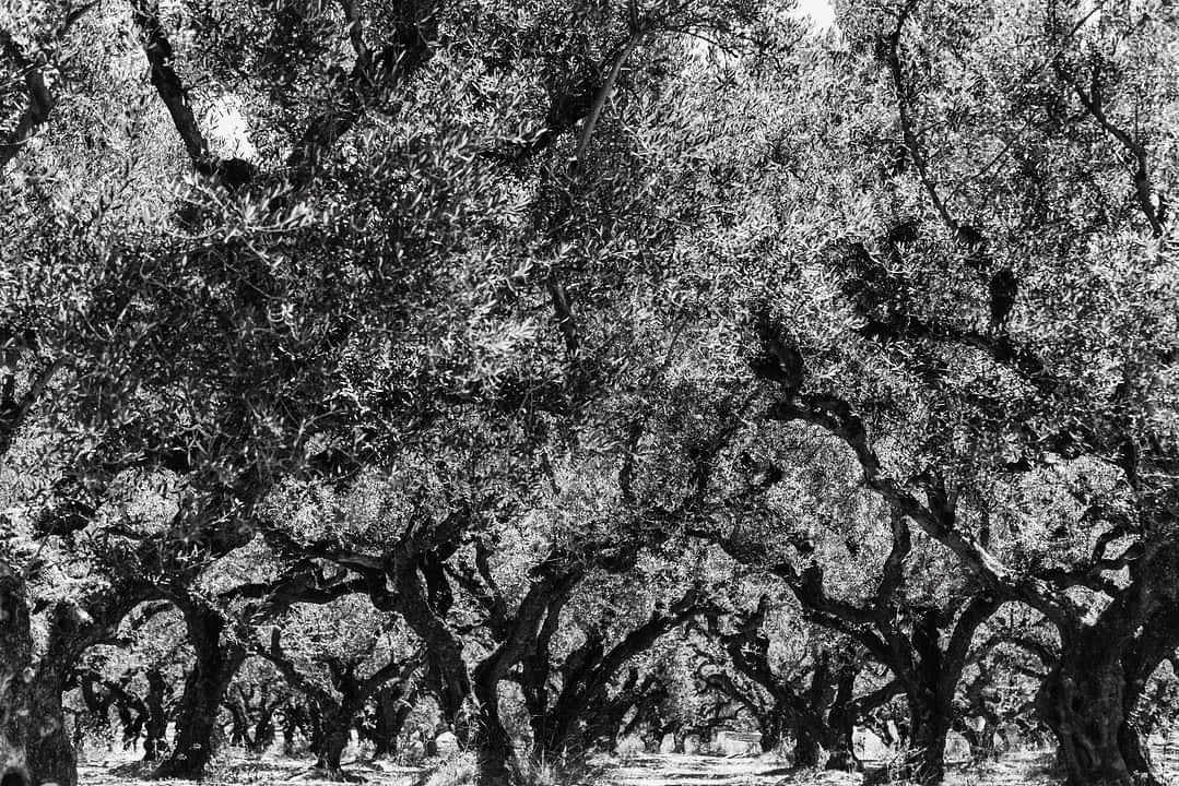_koudra_'s tweet photo. #olivetree #camvas #zakynthos #Greece #koudrart https://t.co/nEVOUHahc5