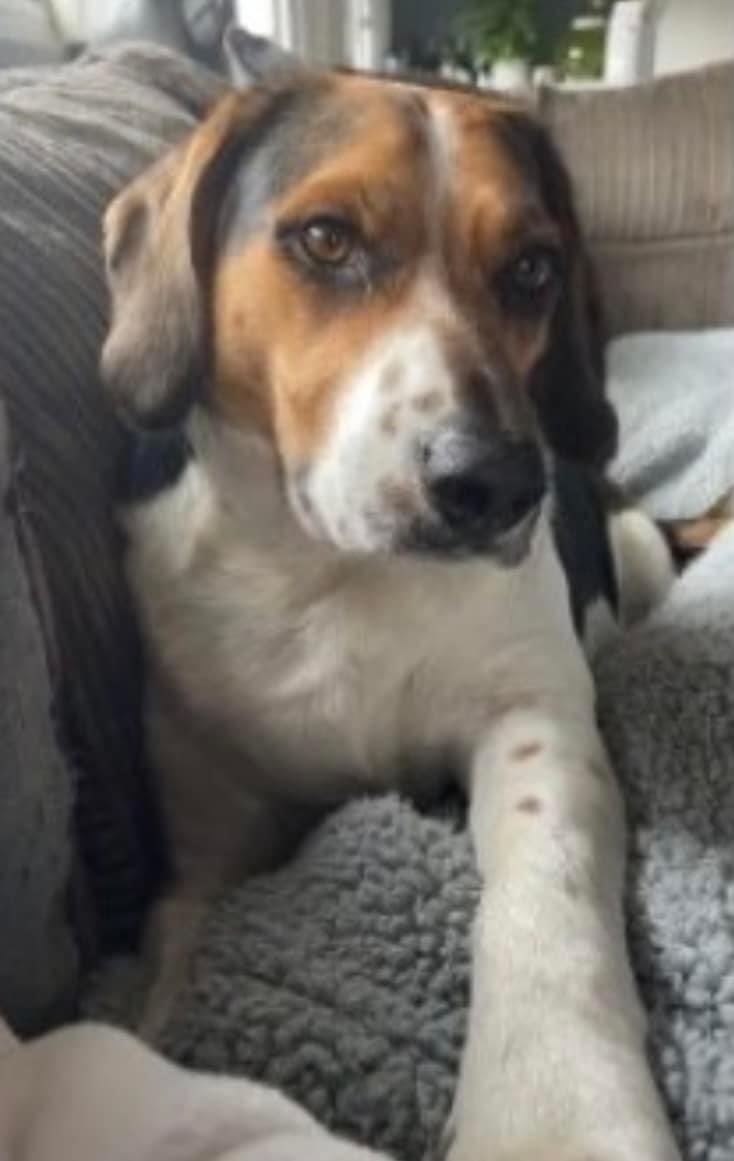 rosiedoc666's tweet photo. 🆘REGGIE missing near #Shebbear RAN AWAY AFTER HOUSE CAUGHT FIRE AND NOT SEEN SINCE 🆘 #EX21
4/5/24
Male/adult #Beagle black, brown & white
CHIPPED & NEUTERED
ONLY HAS THREE LEGS
https://t.co/vRwZN6dNR5
@juliagarland73 @JacquiSaid @4pawser @EdwinDa12127070 @ok32650586 https://t.co/UCz8EgZ8PT