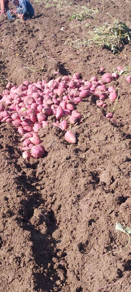 En una unidad del centro del país se pone de manifiesto que la defensa y la producción agropecuaria van de la mano. Muchas felicidades para todos los que se sientan y sea un productivo en nuestro país