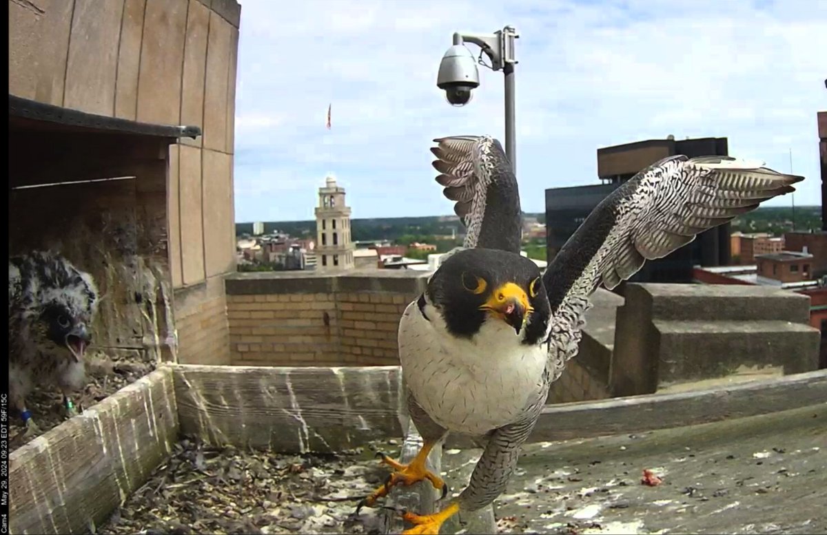 Where are you going dad! Meng looks on as Neander takes off! cp #ROC #peregrine #falcon