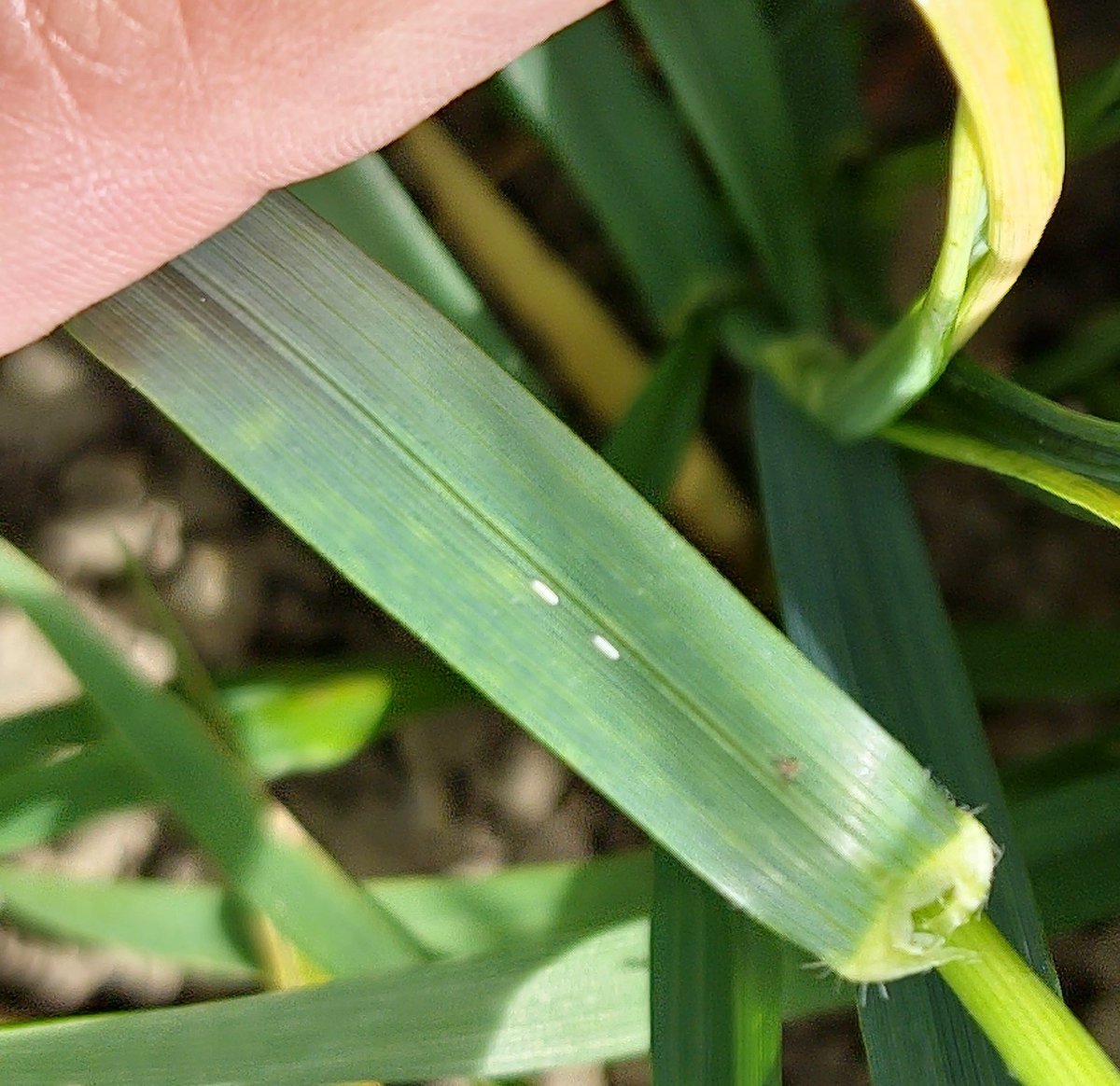 CResWheat tweet media