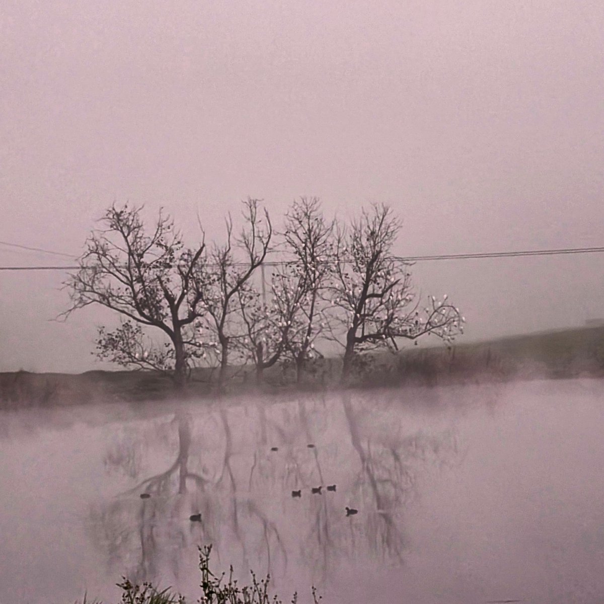 A foggy morning on the farm