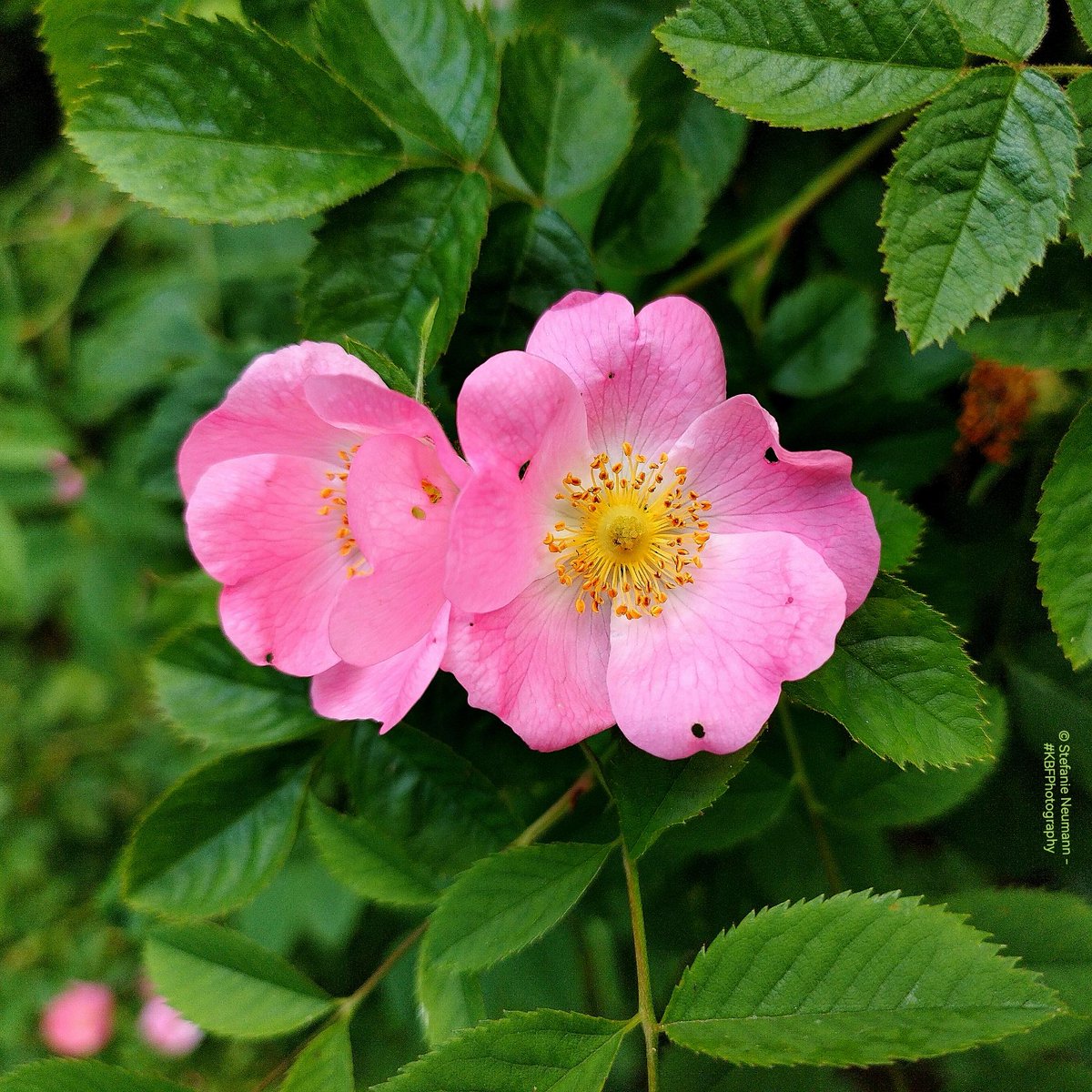 #3GoodThings 

1) Another healing snail shell day.
2) Got more stuff done.
3) Stayed creative.

Yours?

(Pic from a recent #KBFWalk)
#KBFPhotography #MobilePhonePhotography #Photography 
#KBFWotY #Summer #May 
#UrbanNature #BloomScrolling #Rose