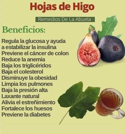 BienestarYM's tweet image. ✨🍉🥥🌱☀️Tip Salud☀️🌱🥥🍉
✨🍵HOJAS DE HIGO🍵✨
🌟Si te gustó: Dale ❤️ Comparte🔄 y comenta 💬. Muchas gracias 🙏
