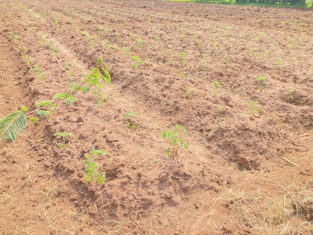 David_Owino1's tweet photo. Why you should consider ridge tillage system.

Better soil moisture.
Preserves and improves soil moisture.
Controls soil erosion 
Improves soil erosion 
Allows for walkways which prevents stepping on crops.

Favorable for shaping root tubers
#agribussiness #entrepreneur #africa https://t.co/0gzeLjHIEQ
