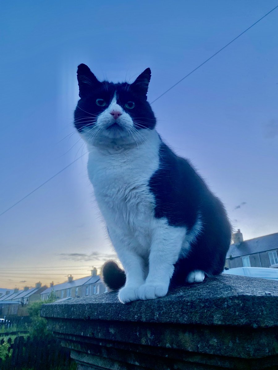 SpanielsSuper's tweet photo. Guard dogs are just so passé #GuardCats are the smart option #SecurityPussPuss https://t.co/Byh89xPARA