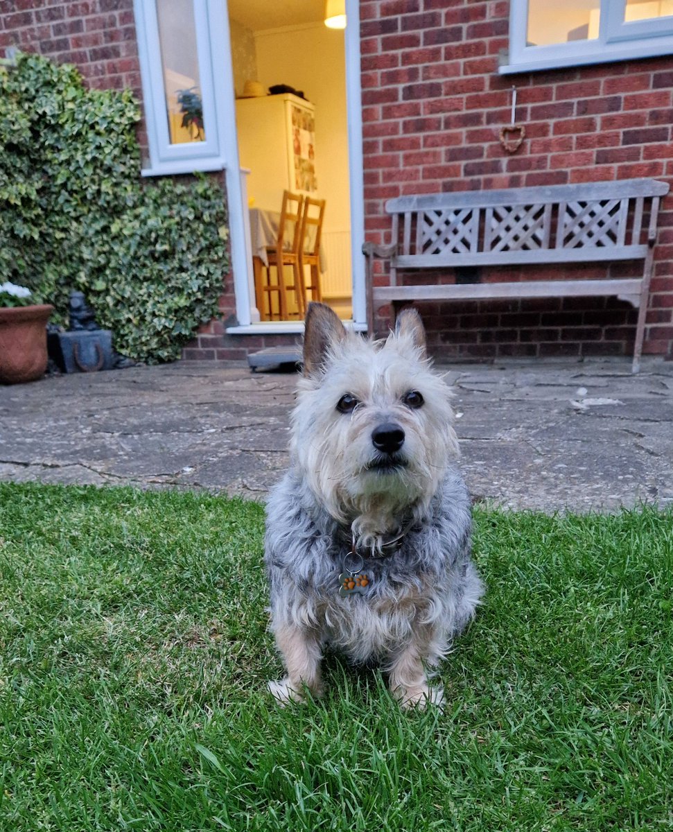Sitting in the garden listening out for zombs before the sun goes down.... #ZSHQ #BovverBoys