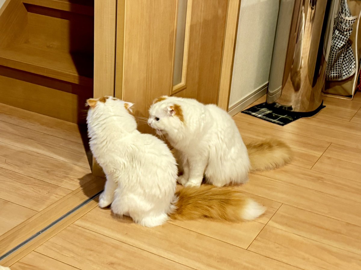 【🌕月見🌟天空 成長日記✪89】

ｺｿｺｿ  悪巧み中

#猫のいる幸せ #ScottishFold 
🌟天空🌕月見 #10ヶ月 #双子猫  🌕月見は #オッドアイ 
🌟天空は #瞳孔膜遺残