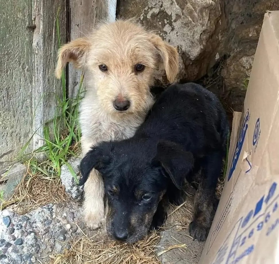 Urge un hogar para estos perritos. Están en el peor lugar de la comuna, la parte alta, donde hace mucho frío y porque les pueden hacer daño. Si puedes ser su hogar temporal o idealmente adoptarlos, comunícate al +56942868817. Favor RT!
#Coquimbo