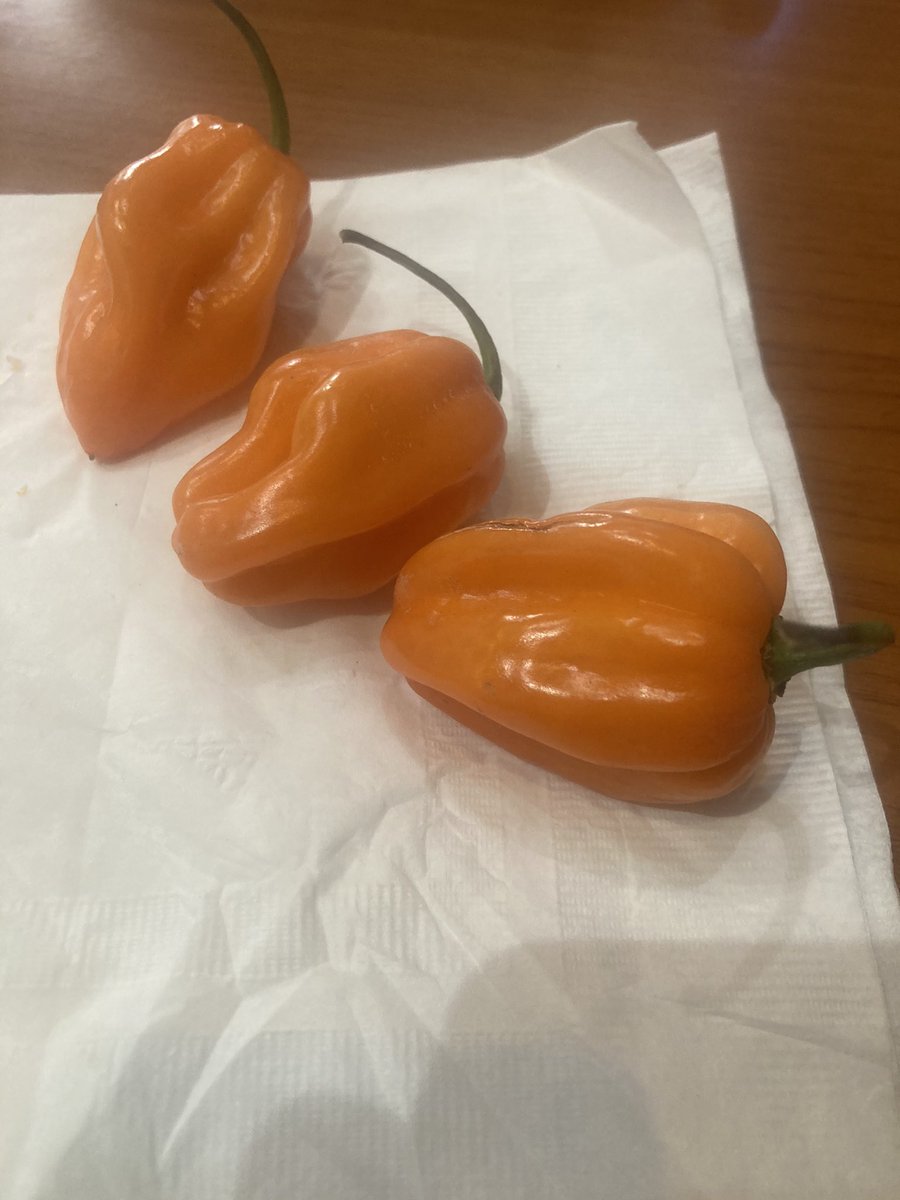 Want to skip colonoscopy and avoid prostrate & colon cancer? Take 2 habanero peppers a day!