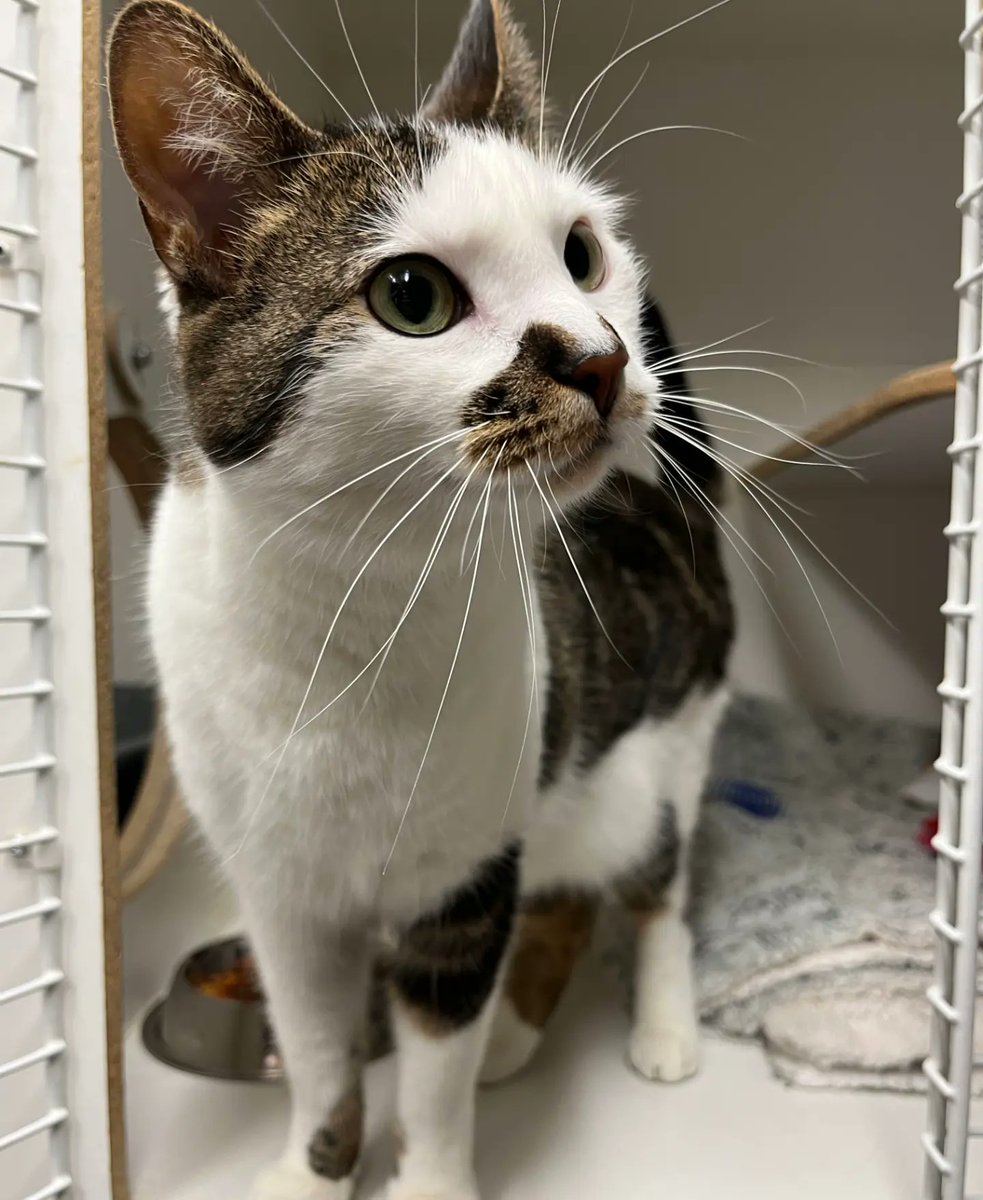 Meet new members of the team, Garnet and Quartz! 

These siblings are a 3 year old bonded pair ready to find their furever home! They would do best in a home with no other kitties. 

#safeteamrescue #adoptdontshop  #edmontonadoptables #rescuecat #yeg #yegcats #catlovers #catsofx
