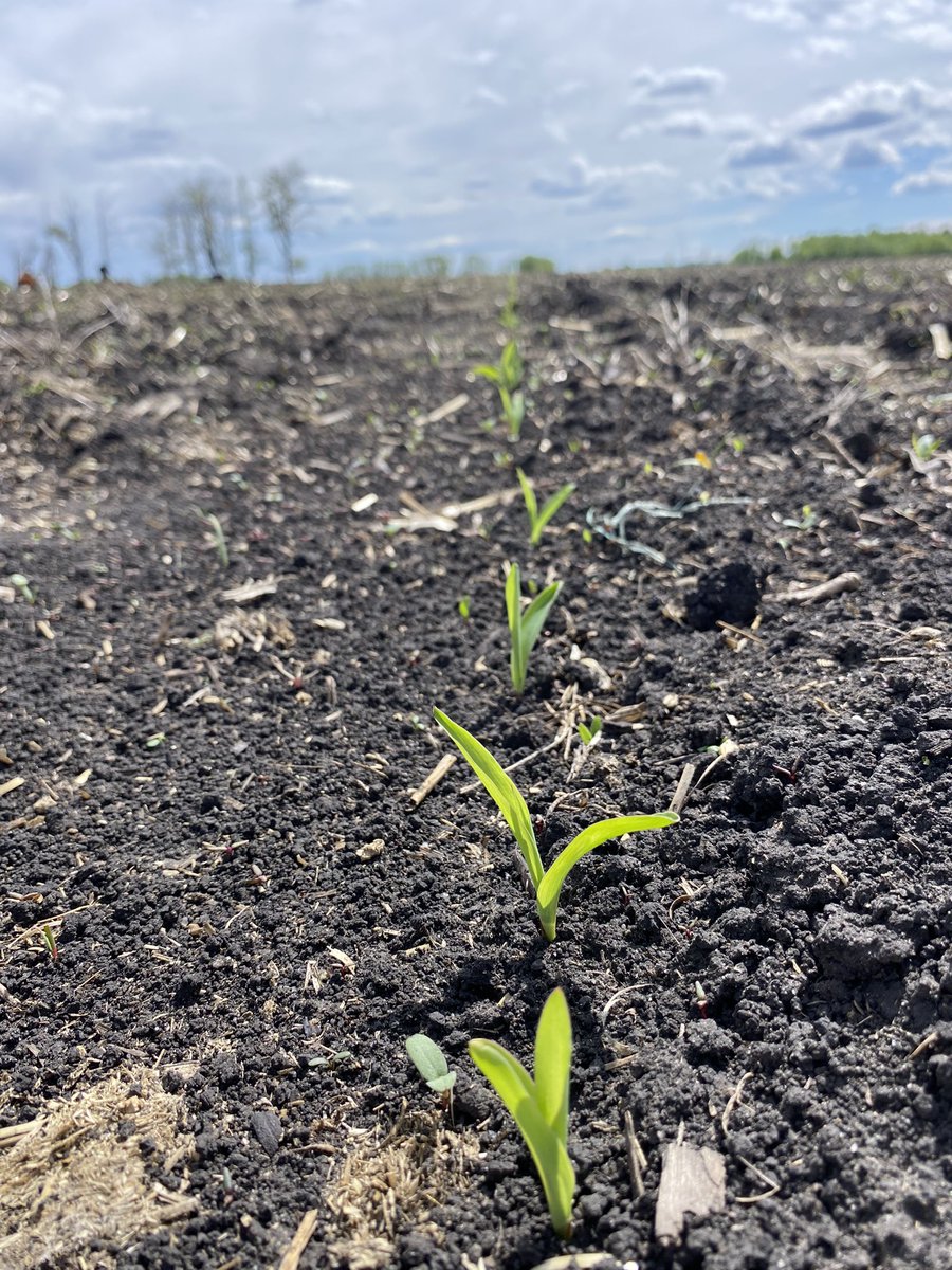 EXP variety @DEKALB_Canada corn looking 👀 good so far! 🌽 
#teamBayer