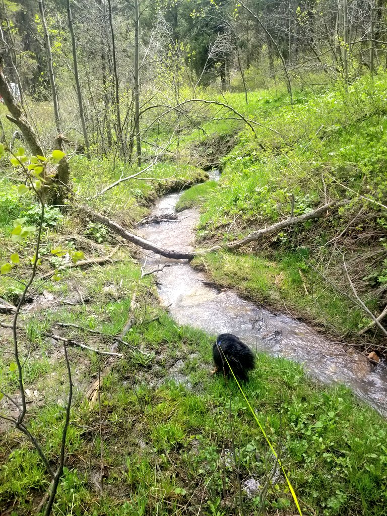 I love this little creek by my campsite
