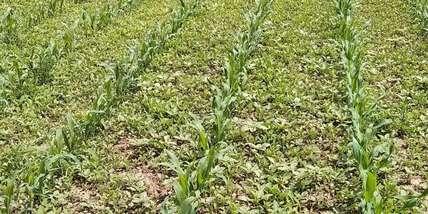 Delaying post-emerge weed control in #corn can be costly @PSikkema1 #cdnag #ontag #westcdnag ow.ly/rAsu50S0QPE