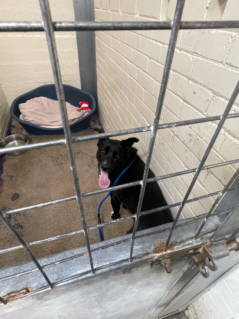 Please retweet to help Poppy find AN URGENTLY NEEDED RESCUE SPACE. She is currently in council kennels in #BIRKENHEAD #LIVERPOOL #UK 🆘
Poppy is a 1 year old Collie cross, microchipped, restarted vaccinations and is currently unspayed. She came to us as an apparent stray after