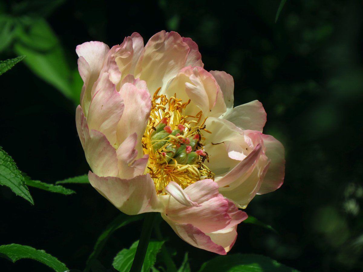 Peony Coral Charm as she changes shades over the last few days. #flowers #peonies #gardenersworld