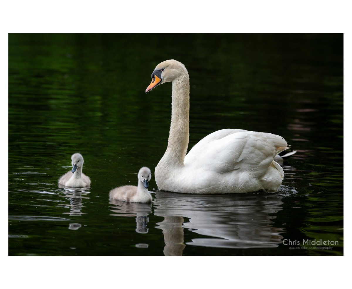 The new additions to the Swan family in Sefton Park. How cute! 🦢

#ThePhotoHour #photography