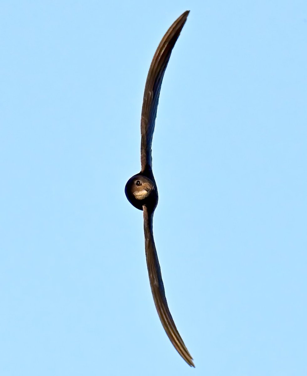 Vertical Swift approaching at speed! 😮😍
  I spent an hour at RSPB Greylake in Somerset tonight trying to photograph the Swifts that were zipping about above the reedbeds.... It was a very frustrating but fun challenge, and this shot made it worth it! 😀🐦 #Springwatch