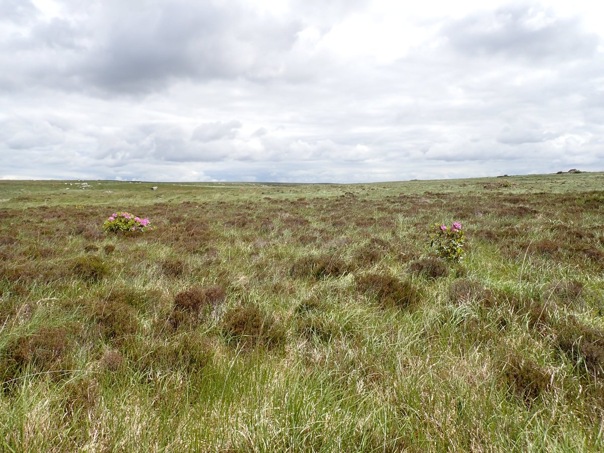 Rhododendron ponticum spreading in the Connemara bog complex SAC @NPWSIreland @NPWSNatureCons @WAN_LIFEIP (Irish grid ref: M 04821 25102)

Rhododendron ag scapadh ar fud portaigh Conamara thuas ón Póitín stil, Lochán beag