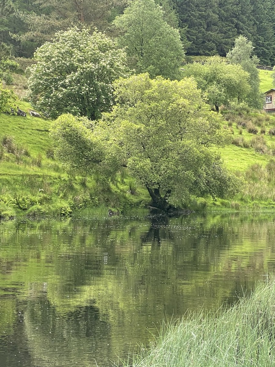 Tree of the Day. Reflection almost as beautiful as the real thing …