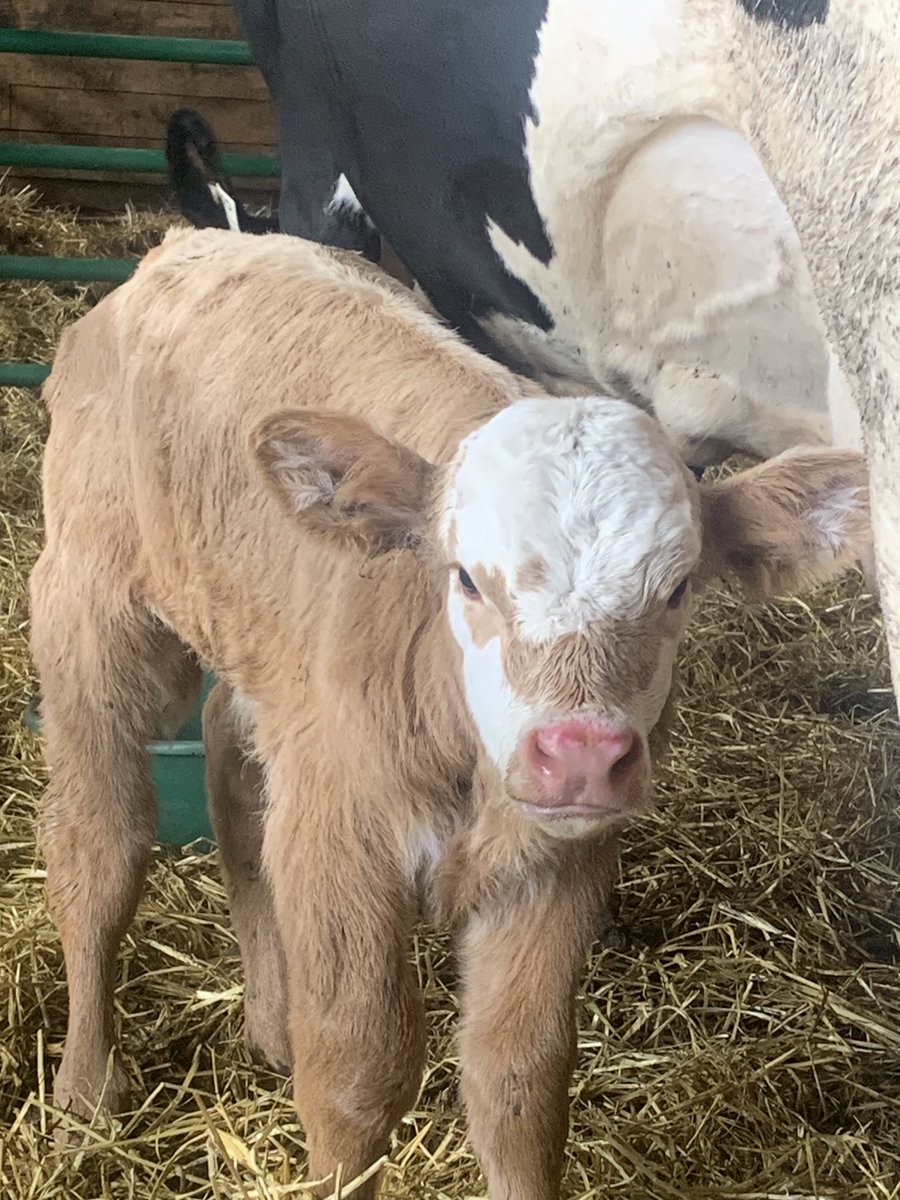Found a little bum- probably a twin.  He now has a belly full of Holstein snacks!
#charcross #hereford #goodmomma #servingfour