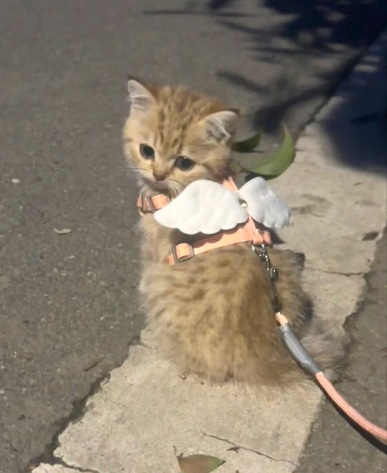 little angel 😇🥰