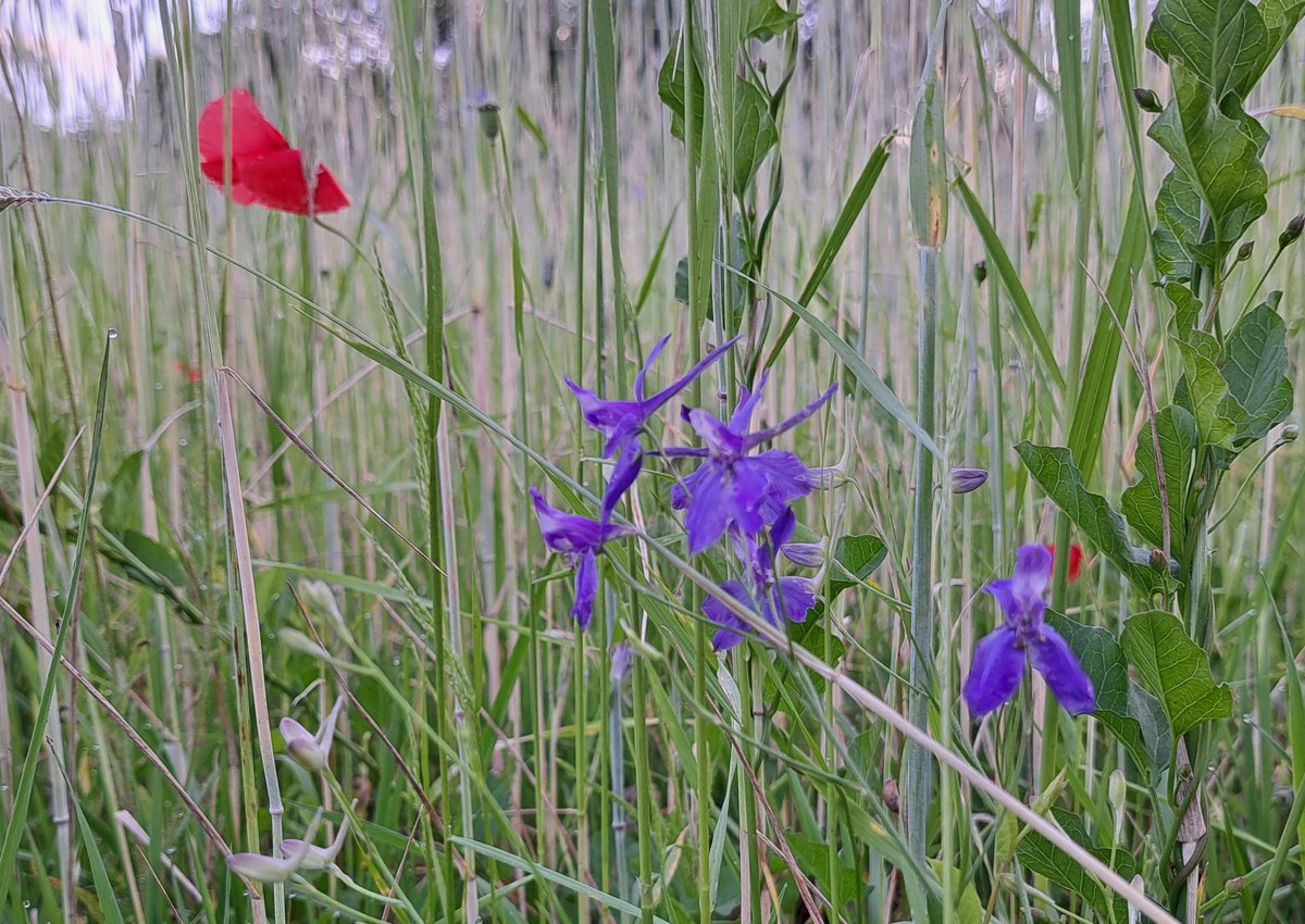 Avondrondje IJssel bij Cortenoever. Met onze prachtige akker vol in bloei. Bv de wilde ridderspoor!