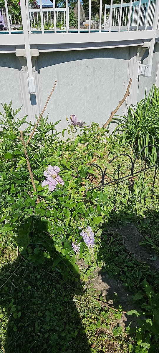 My wife wanted me to buy a trellis for this wisteria but I decided to just use tree limbs I cut down recently and saved like $100 😅 it doesn't look half bad actually #naturalwonders