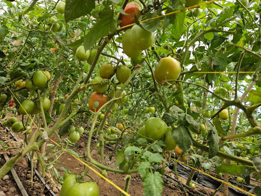 Greenhouse farming offers a sustainable and efficient way to produce delicious, high-quality tomatoes year-round.