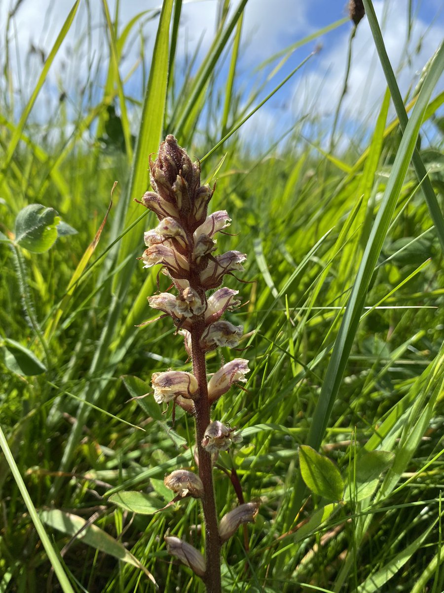 SuburbanMeadow's tweet photo. Some Broomrapes spotted in Purbeck, Dorset at the weekend. Are they Common Broomrape? Not seen one before. 
@Love_plants #wildflowerhour #Purbeck #wildflowers https://t.co/OYUkp1Shcy