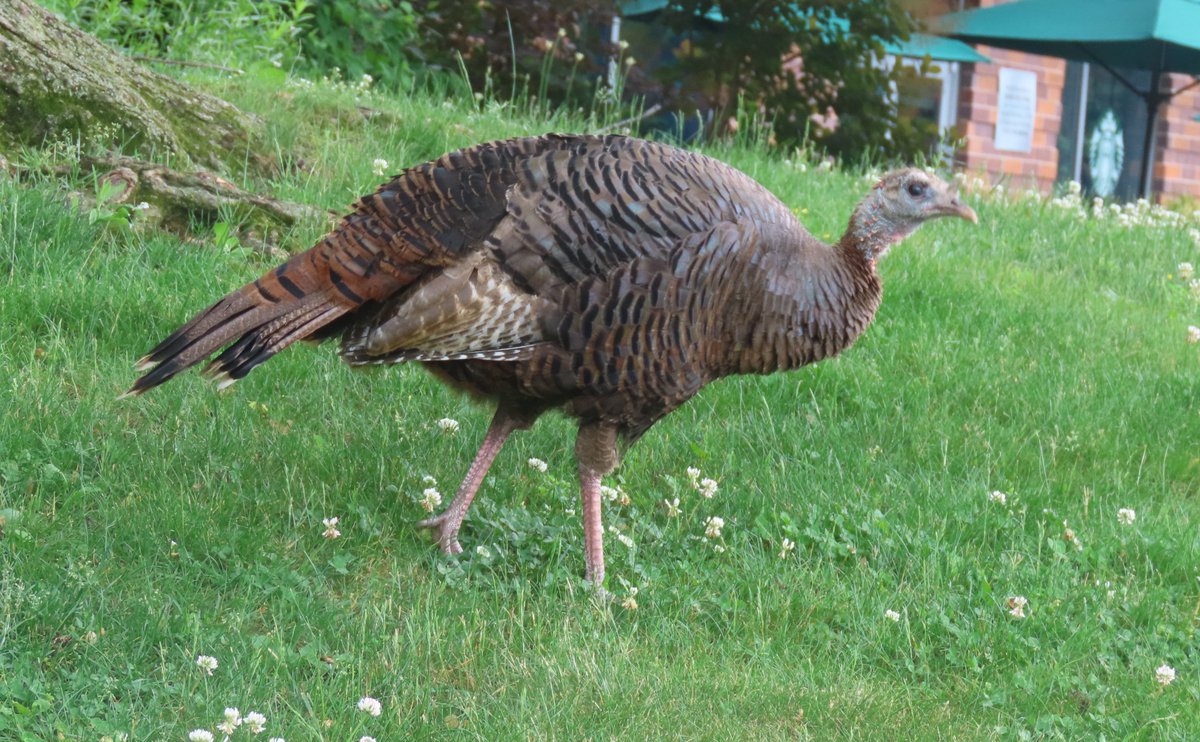 Astoria, wild turkey is doing well. She seems to like Roosevelt Island. @BirdCentralPark #birdcpp