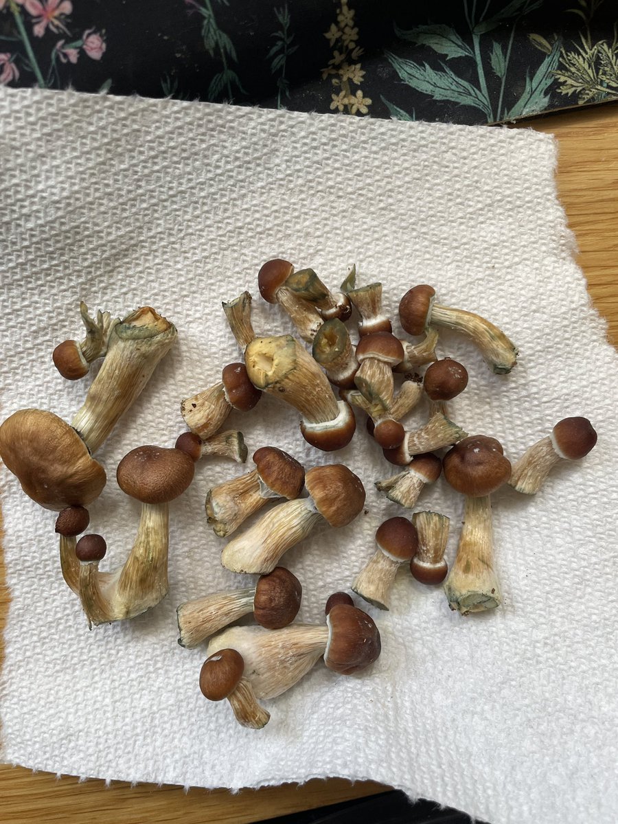 maygreyy's tweet photo. @marinadovexo very modest first flush of shrooms that i grew! https://t.co/KV2YCkHx3D