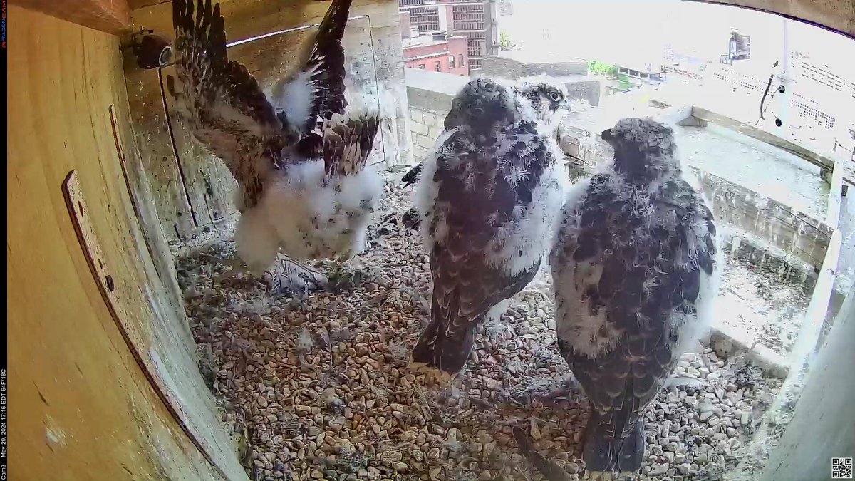 Walker wings!
#ROC #peregrine #falcon