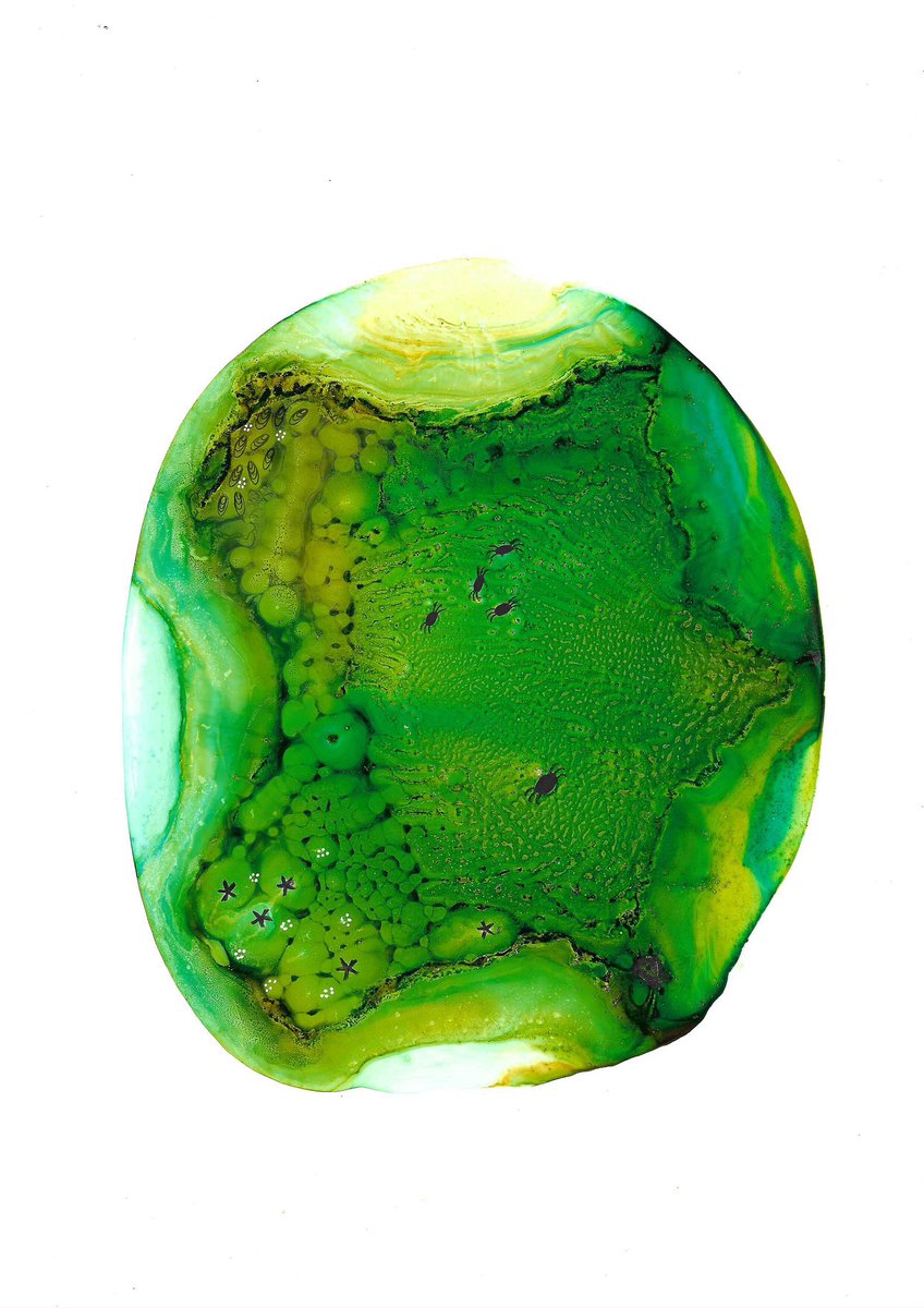 Great Barrier Reef series #58
“Green Algae”