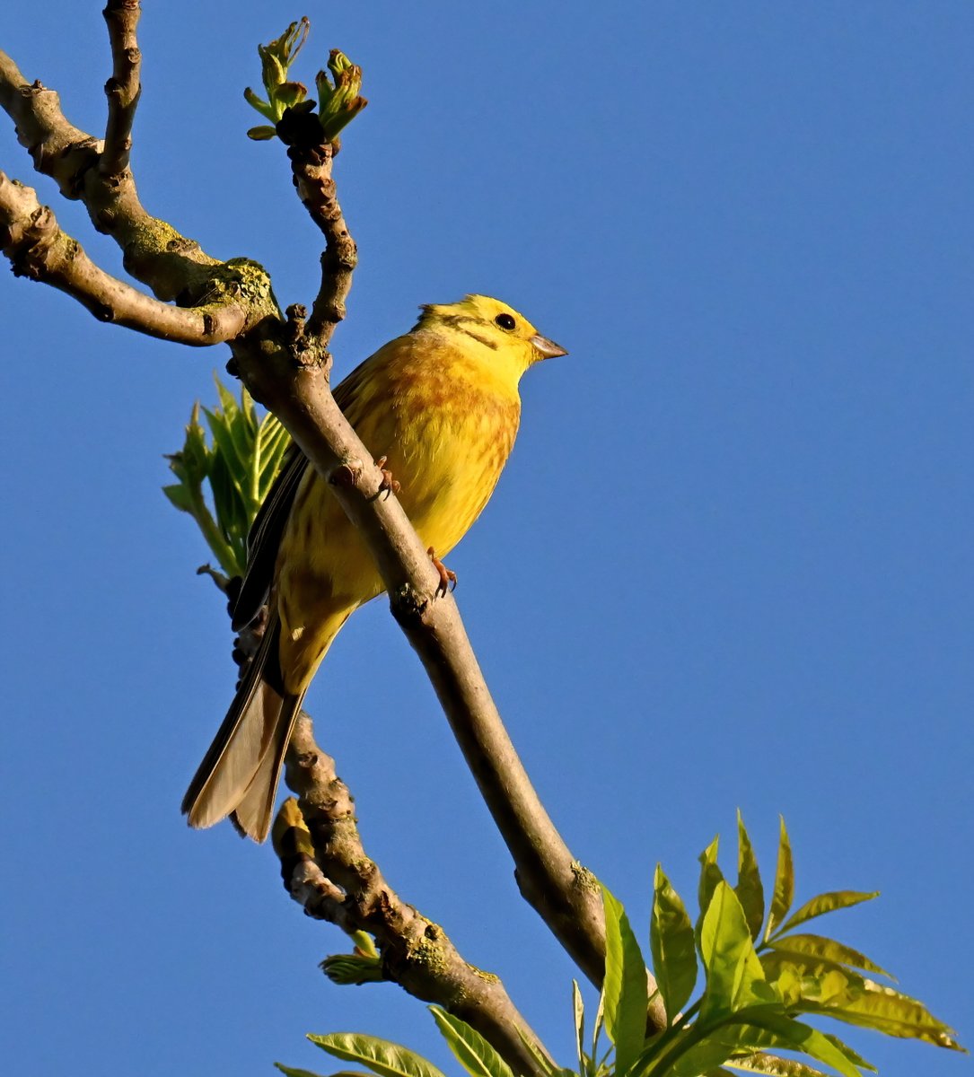 A beautiful Yellowhammer against the blue sky. 😍 Taken last week in my Somerset village. 😊🐦