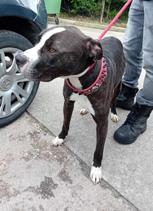 #StrayDog #found in #EastArdsley area of #Wakefield. Can you help find the owner please? If so, please 📞 the dog wardens on 0345 8 506 506 quoting CRM:LVE365:CAS-482124-Y7Q4K6. All fees will need to be paid and proof of ownership will be required. facebook.com/WakefieldLostD…
