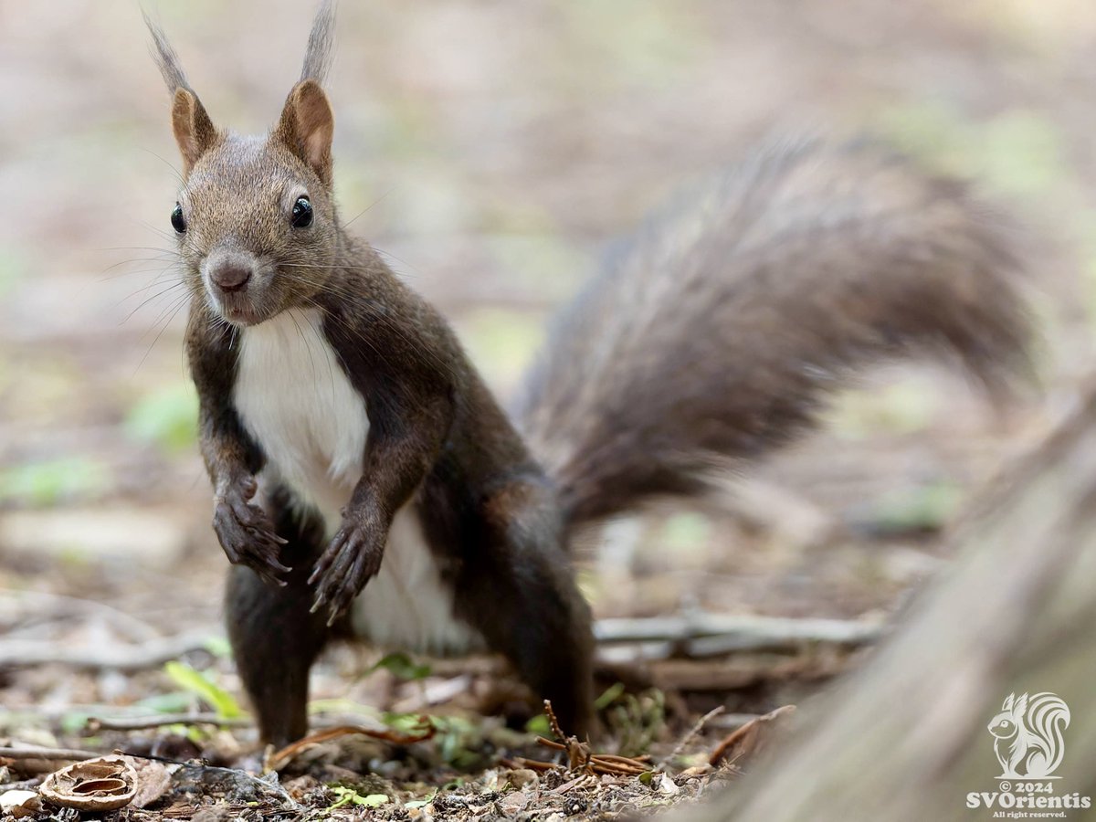 あいつ（僕のこと）、まだいるぜ。

#squirrel
#リス
#エゾリス
#エゾリス写真部
#北海道の野生動物
#北海道3大かわいい動物
#北海道神宮
#北海道神宮フォトギャラリー
#hokkaidoshrine
#SonyAlpha
#sonyalpha9iii
#SonyGMaster
#sel300f28gm
#これソニーで撮りました