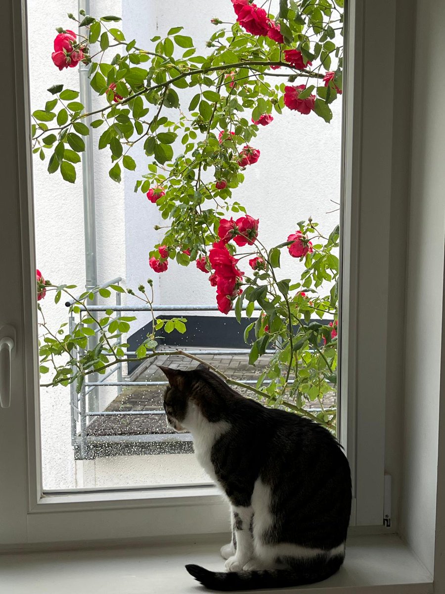 Schönheit am Fenster vor Rosen im Regen.

❤️

Und die Pfoten, ne? Muss nur die Pfoten sehen und springt mein Herz vor Liebe.