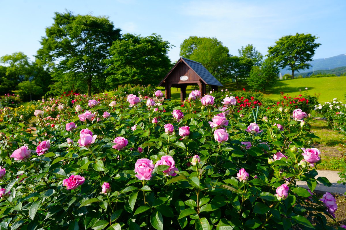 あづま総合運動公園のバラ

「香りのバラ園」では、バラが見頃になりました。

#あづま総合運動公園 #香りのバラ園 #福島市 
#バラ #薔薇 #ふくいま #空ネット #シェア天